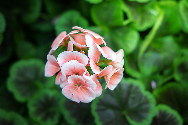 포토 JPG 해외이미지 식물 디자인 계절 꽃잎 꽃 분홍색 꽃다발 백그라운드 꽃무늬 패턴 자연 사람없음 초록색 컬러풀 보라색 봄 성장 벚꽃 신선 질감 만들기 내추럴 해외202004 해외포토 컬러 무늬 모션 생태계 파일형식