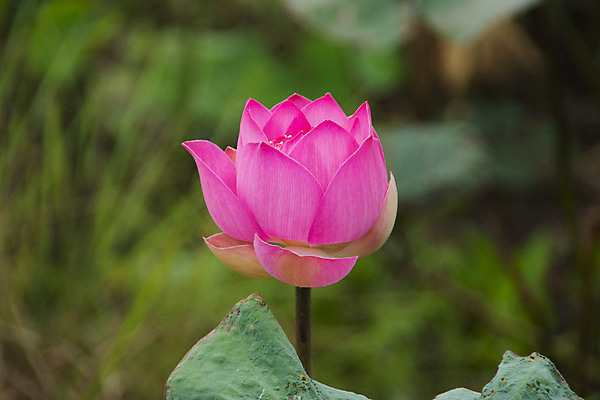 포토 JPG 해외이미지 식물 전통 디자인 공원 꽃잎 꽃 아시아 호수 분홍색 백그라운드 컨셉 잎 꽃무늬 불교 자연 벽지 휴식 동양인 사람없음 초록색 환경 정원 벚꽃 연못 신선 개화 닫기 맛 심볼 순수 아로마 내추럴 스타일 정확 해외202004 해외포토 공공시설 나라 종교 컬러 무늬 모션 인종 생태계 파일형식