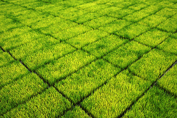 포토 JPG 해외이미지 식물 직업 전통 아시아 문화 음식 농업 태국 자연 밥 노동자 동양인 풍경 초원 사람없음 야외 초록색 물 농장 농경지 중국 수확 성장 시골 업무 농부 낟알 시리얼 장면 질서 밀짚 남쪽 논밭 밭일 인도차이나반도 줄서기 해외202004 해외포토 자연요소 나라 산업 컬러 밭 모션 논 인종 예절 작업 짚 방향 생태계 파일형식