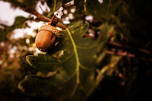 포토 JPG 해외이미지 나무 식물 계절 공원 음식 백그라운드 컨셉 단풍 잎 과일 자연 씨앗 사람없음 목재 초록색 갈색 환경 정원 견과류 성장 가을 흰색 나뭇가지 신선 그룹 변화 숲 묘사 오브젝트 유기농 도토리 흙더미 내추럴 블러 숙성 엘리먼트 해외202004 해외포토 웰빙 공공시설 컬러 재료 흙 생태계 파일형식 더미