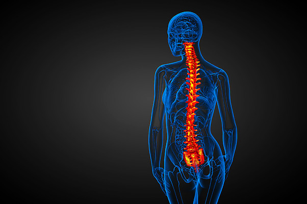 포토 JPG 해외이미지 해부 뼈 골격 사람없음 척추 생물학 요통 해외202004 해외포토 교육 의학 허리통증 파일형식