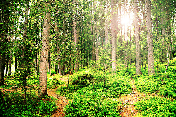 포토 JPG 해외이미지 나무 식물 계절 공원 길 여행 컨셉 자연 휴가 휴식 산 풍경 사람없음 목재 초록색 빛 태양 반사 환경 침묵 봄 산책 트래킹 하이킹 숲 해외202004 해외포토 자연요소 공공시설 컬러 재료 레저 소리 생태계 파일형식