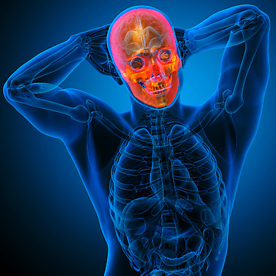 포토 JPG 해외이미지 해부 뼈 골격 건강 사람 사람없음 머리 죽음 턱 해골모형 해외202004 해외포토 의학 신체부위 모형 파일형식