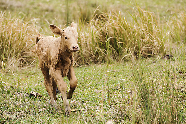 포토 JPG 해외이미지 동물 한마리 농업 사람없음 농장 가축 시골 소 호주 송아지 해외202004 해외포토 1 산업 새끼 포유류 오세아니아 파일형식