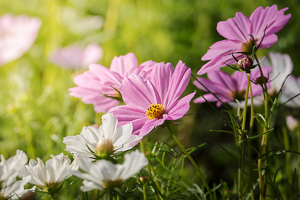 포토 JPG 해외이미지 주간 식물 꽃 분홍색 꽃밭 자연 풍경 근접촬영 사람없음 야외 초록색 코스모스 해외202004 해외포토 자연요소 뷰포인트 컬러 생태계 파일형식