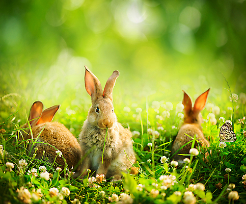 포토 JPG 해외이미지 동물 디자인 꽃 야생동물 백그라운드 밭 자연 부활절 털 세마리 사람없음 초록색 빛 반려동물 햇빛 농장 갈색 정원 맑음 회색 토끼 작음 데이지 귀 솜털 해외202004 해외포토 식물 기념일 컬러 농업 포유류 날씨 3 신체부위 태양 크기 생태계 파일형식