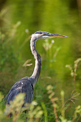 포토 JPG 해외이미지 동물 야생동물 북아메리카 자연 조류 종류 서기 사람없음 파란색 컬러풀 미국 보호 큼 왜가리 생태계 서식지 내추럴 플로리다 해외202004 해외포토 컬러 컨셉 모션 아메리카 크기 파일형식