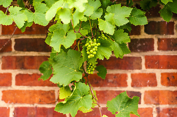 포토 JPG 해외이미지 식물 무료이미지 음식 백그라운드 잎 농업 과일 자연 포도 사람없음 장식 초록색 여름 성장 나뭇가지 신선 포도나무 벽돌담 내추럴 포도잎 해외202004 해외포토 나무 계절 산업 컬러 벽돌 담장 과일나무 생태계 파일형식 무료콘텐츠