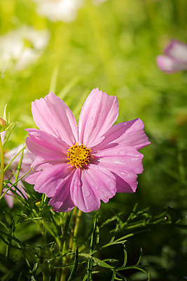 포토 JPG 해외이미지 주간 식물 꽃 분홍색 꽃밭 자연 풍경 근접촬영 사람없음 야외 초록색 코스모스 해외202004 해외포토 자연요소 뷰포인트 컬러 생태계 파일형식