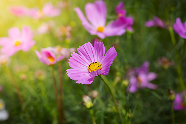 포토 JPG 해외이미지 주간 식물 꽃 분홍색 꽃밭 자연 풍경 근접촬영 사람없음 야외 초록색 코스모스 해외202004 해외포토 자연요소 뷰포인트 컬러 생태계 파일형식