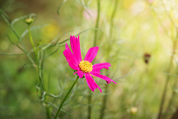 포토 JPG 해외이미지 주간 식물 꽃 분홍색 꽃밭 자연 풍경 근접촬영 사람없음 야외 초록색 코스모스 해외202004 해외포토 자연요소 뷰포인트 컬러 생태계 파일형식