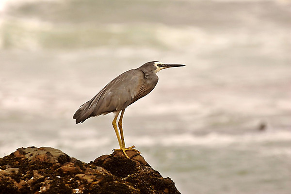 포토 JPG 해외이미지 동물 한마리 바다 조류 풍경 사람없음 물 왜가리 뉴질랜드 장면 서식지 내추럴 해외202004 해외포토 자연요소 1 오세아니아 파일형식