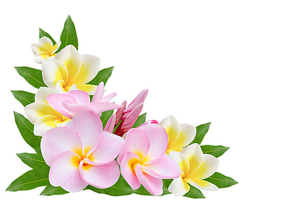 포토 JPG 해외이미지 식물 꽃잎 꽃 분홍색 잎 꽃무늬 자연 사람없음 노란색 벚꽃 흰색 나뭇가지 신선 개화 향기 내추럴 고립 해외202004 해외포토 나무 컬러 무늬 생태계 냄새 파일형식