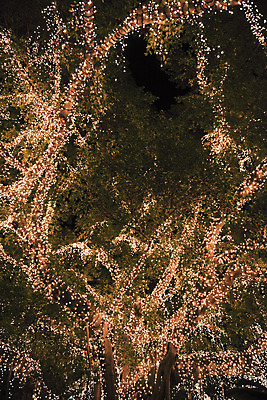 포토 JPG 해외이미지 식물 계절 잎 자연 풍경 사람없음 야외 초록색 빛 환경 어둠 봄 즐거움 해외202004 해외포토 감정 컬러 생태계 파일형식