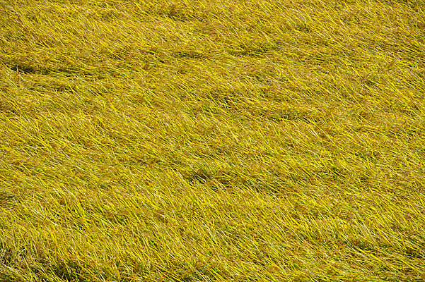 포토 JPG 해외이미지 식물 외관 아시아 지구 백그라운드 잎 농업 자연 하늘 밥 동양인 풍경 사람없음 야외 초록색 물 파란색 농작물 컬러풀 농장 노란색 정원 수확 가을 흰색 나뭇가지 시골 시리얼 동쪽 산기슭 내추럴 논밭 밭일 숙성 해외202004 해외포토 자연요소 나무 계절 나라 산업 음식 컬러 밭 산 논 인종 방향 생태계 파일형식