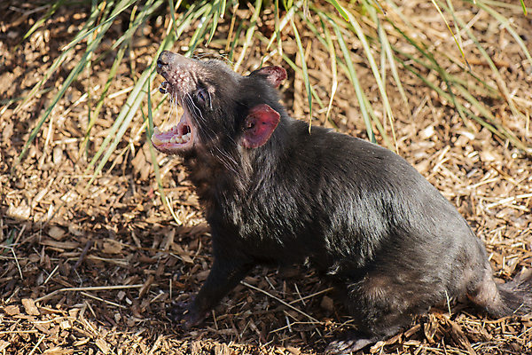 포토 JPG 해외이미지 동물 사람없음 호주 주머니곰 해외202004 해외포토 포유류 오세아니아 파일형식