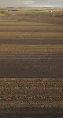 포토 JPG 해외이미지 식물 꽃 산업 줄기 밭 농업 공 자연 씨앗 사람없음 농작물 농장 환경 수확 성장 흰색 나뭇가지 직물 면 호주 매끈함 순수 유기농 질감 날것 부드러움 섬유 솜털 알레르기 밭일 숙성 세련 해외202004 해외포토 나무 웰빙 컬러 컨셉 감각 오세아니아 질병 생태계 파일형식