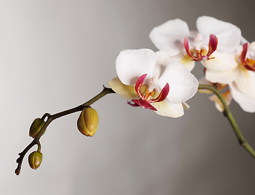 포토 JPG 해외이미지 식물 디자인 꽃잎 꽃 줄기 백그라운드 꽃무늬 패턴 자연 벽지 발렌타인데이 선물 사람없음 장식 빨간색 노란색 새싹 검은색 어둠 회색 벚꽃 흰색 나뭇가지 신선 난초 닫기 심볼 순수 호접란 이국적 국경 해외202004 해외포토 나무 컬러 컨셉 무늬 모션 데이이벤트 생태계 파일형식