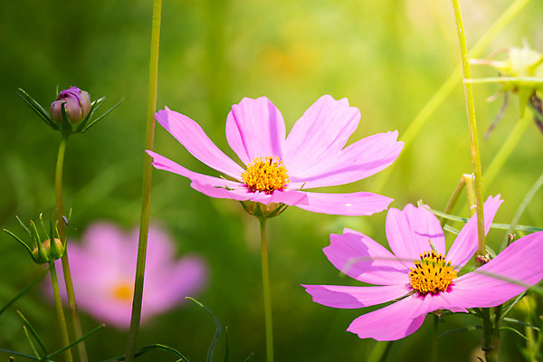 포토 JPG 해외이미지 주간 식물 꽃 분홍색 꽃밭 자연 풍경 근접촬영 사람없음 야외 초록색 코스모스 해외202004 해외포토 자연요소 뷰포인트 컬러 생태계 파일형식