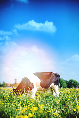 포토 JPG 해외이미지 동물 구름 백그라운드 밭 농업 포유류 자연 하늘 서기 풍경 초원 사람없음 야외 초록색 여름 파란색 햇빛 농장 농경지 머리 맑음 가축 봄 목장 소고기 우유 흰색 시골 소 군중 숲 방목 땅 허브 코 장면 밭일 찰과상 목가 해외202004 해외포토 자연요소 식물 계절 산업 컬러 모션 날씨 유제품 육류 사람 신체부위 태양 축산업 상처 생태계 파일형식