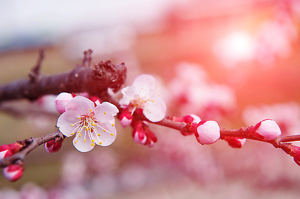 포토 JPG 해외이미지 나무 식물 계절 꽃 분홍색 백그라운드 꽃무늬 과일 자연 친절 동양인 사람없음 정원 일본 봄 벚꽃 흰색 나뭇가지 신선 개화 체리 닫기 4월 묘사 부드러움 내추럴 블러 해외202004 해외포토 아시아 컬러 무늬 모션 인종 감각 날짜 생태계 파일형식