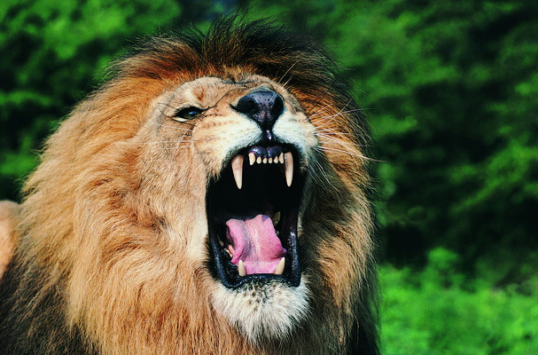 포토 JPG 해외이미지 나무 동물 한마리 야생동물 아프리카 자연 털 풍경 사람없음 야외 초록색 컬러풀 머리 숲 사자 큼 사파리 내추럴 포효 해외202004 해외포토 식물 1 나라 컬러 포유류 신체부위 외침 크기 생태계 파일형식