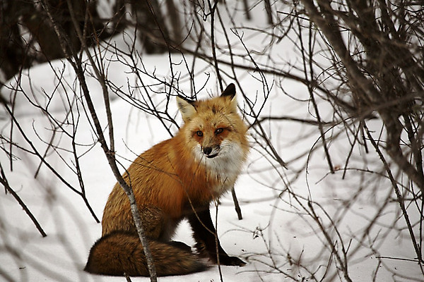 포토 JPG 해외이미지 주간 한마리 야생동물 앉기 사람없음 야외 나뭇가지 눈 여우 해외202004 해외포토 자연요소 나무 동물 1 포유류 모션 날씨 파일형식
