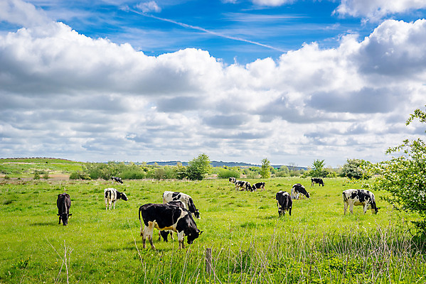 포토 JPG 해외이미지 주간 구름 무료이미지 여러마리 자연 하늘 풍경 사람없음 야외 농장 농경지 가축 목장 풀 소 방목 젖소 목축지 목가 해외202004 해외포토 자연요소 식물 동물 다수 농업 포유류 축산업 생태계 파일형식