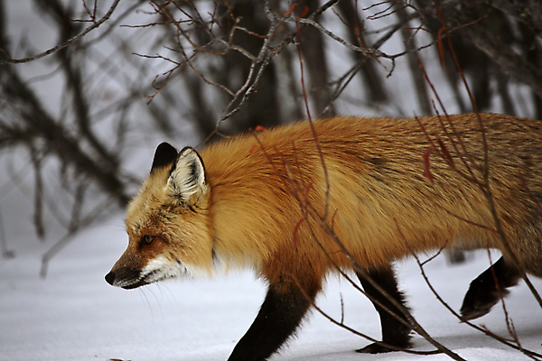 포토 JPG 해외이미지 주간 한마리 야생동물 사람없음 야외 아웃포커스 걷기 눈 여우 해외202004 해외포토 자연요소 동물 1 포유류 모션 날씨 촬영기법 파일형식