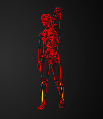 포토 JPG 해외이미지 과학 부분 뼈 골격 엑스레이 건강 사람 사람없음 빨간색 3D 해외202004 해외포토 컬러 의학 디지털합성 파일형식
