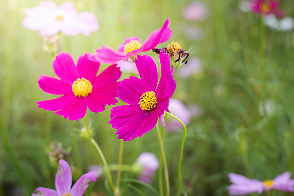 포토 JPG 해외이미지 주간 식물 꽃 분홍색 꽃밭 자연 풍경 근접촬영 사람없음 야외 초록색 코스모스 해외202004 해외포토 자연요소 뷰포인트 컬러 생태계 파일형식