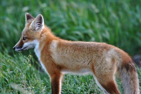 포토 JPG 해외이미지 주간 한마리 야생동물 사람없음 야외 아웃포커스 여우 해외202004 해외포토 자연요소 동물 1 포유류 촬영기법 파일형식