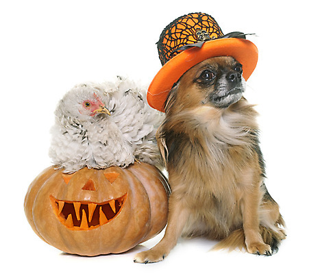 포토 JPG 해외이미지 동물 모자 조류 호박 사람없음 친구 반려동물 할로윈 가을 축하 유머 개 흰배경 치와와 추수감사절 암탉 잭오랜턴 해외202004 해외포토 잡화 계절 감정 기독교 백그라운드 컨셉 채소 포유류 관계 흰색 닭 암컷 파일형식