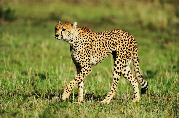 포토 JPG 해외이미지 나무 동물 한마리 야생동물 아프리카 자연 털 풍경 사람없음 야외 초록색 컬러풀 사파리 치타 내추럴 해외202004 해외포토 식물 1 나라 컬러 포유류 생태계 파일형식