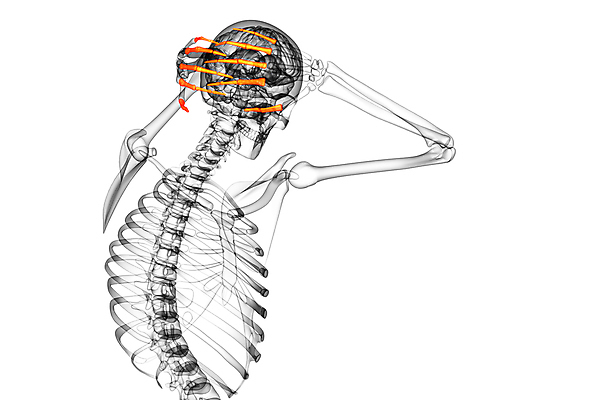 포토 JPG 해외이미지 손 손가락 해부 뼈 골격 건강 사람 사람없음 손목 골다공증 팔 해외202004 해외포토 의학 신체부위 질병 파일형식