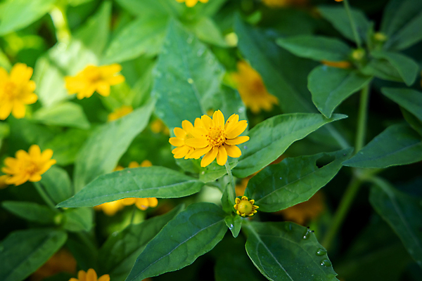 포토 JPG 해외이미지 식물 디자인 계절 꽃잎 꽃 분홍색 꽃다발 백그라운드 꽃무늬 패턴 자연 사람없음 초록색 여름 컬러풀 보라색 봄 성장 벚꽃 신선 질감 만들기 내추럴 해외202004 해외포토 컬러 무늬 모션 생태계 파일형식