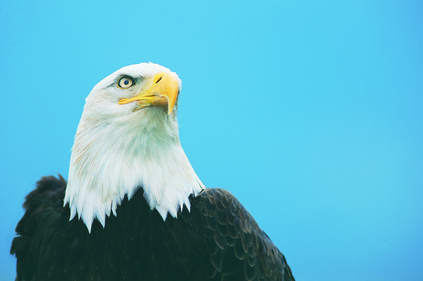포토 JPG 해외이미지 한마리 야생동물 자연 조류 사람없음 야외 머리 검은색 파란배경 독수리 내추럴 해외202004 동물 1 컬러 백그라운드 신체부위 파란색 생태계 파일형식 해외포토
