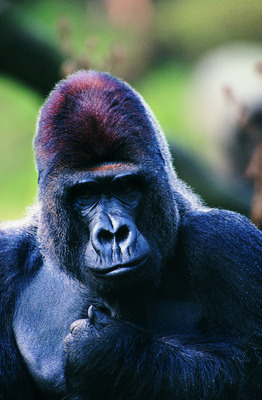 포토 JPG 해외이미지 나무 동물 야생동물 아프리카 자연 털 풍경 사람없음 야외 초록색 물 컬러풀 머리 검은색 큼 사파리 고릴라 내추럴 해외202004 해외포토 자연요소 식물 나라 컬러 포유류 신체부위 크기 생태계 파일형식