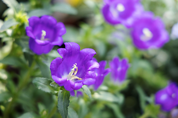 포토 JPG 해외이미지 식물 디자인 계절 꽃잎 꽃 분홍색 꽃다발 백그라운드 꽃무늬 패턴 자연 사람없음 초록색 여름 컬러풀 보라색 봄 성장 벚꽃 신선 질감 만들기 내추럴 해외202004 해외포토 컬러 무늬 모션 생태계 파일형식