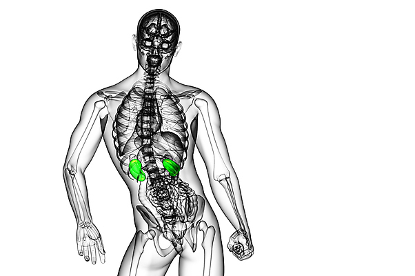 포토 JPG 해외이미지 과학 신체 해부 건강 사람 사람없음 파란색 오르간 신장 방광 염증 해외202004 해외포토 컬러 의학 건반악기 비뇨기관 질병 파일형식