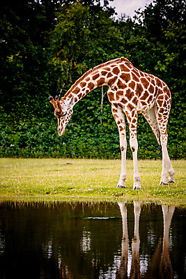 포토 JPG 해외이미지 나무 동물 한마리 응시 호수 야생동물 아프리카 자연 초식동물 풍경 사람없음 야외 물 연못 큼 기린 사파리 목 케냐 서식지 내추럴 사바나 탄자니아 해외202004 해외포토 자연요소 식물 1 시선 나라 포유류 신체부위 크기 생태계 파일형식