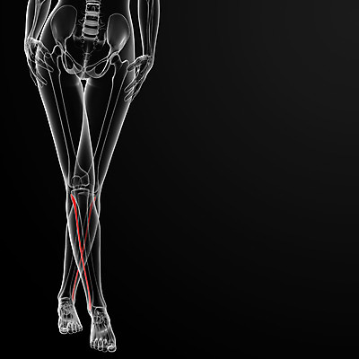 포토 JPG 해외이미지 남자 과학 일러스트 부분 뼈 골격 엑스레이 건강 사람 사람없음 빨간색 파란색 3D 검은색 해외202004 해외포토 컬러 의학 디지털합성 파일형식