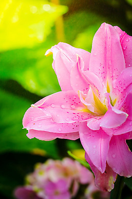 포토 JPG 해외이미지 식물 1 커플 계절 꽃잎 꽃 아시아 분홍색 백그라운드 잎 꽃무늬 자연 추상 휴가 부활절 사람없음 장식 빨간색 장미 정원 스파 봄 성장 벚꽃 흰색 신선 맛 싱글 망사 내추럴 고립 엘리먼트 이국적 알로하 해외202004 해외포토 기념일 나라 컬러 컨셉 무늬 관계 직물 인사 생태계 파일형식