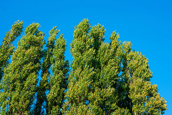 포토 JPG 해외이미지 나무 식물 계절 공원 줄기 백그라운드 잎 자연 하늘 풍경 사람없음 목재 초록색 여름 파란색 햇빛 평화 환경 정원 맑음 봄 성장 가을 나뭇가지 시골 신선 그룹 숲 큼 내추럴 고립 꽃수술 생태학 수목 줄서기 그리너리 해외202004 해외포토 공공시설 교육 컬러 컨셉 재료 모션 날씨 태양 크기 생태계 파일형식 트랜드컬러