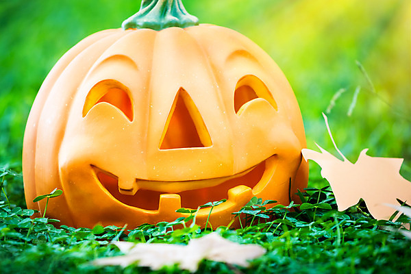 포토 JPG 해외이미지 계절 음식 잎 밭 채소 자연 호박 미소 웃음 초원 사람없음 야외 장식 초록색 빛 햇빛 노란색 정원 맑음 할로윈 가을 시골 신선 추수감사절 10월 잭오랜턴 호러 해외202004 해외포토 식물 기독교 컬러 농업 날씨 표정 태양 날짜 생태계 공포 파일형식