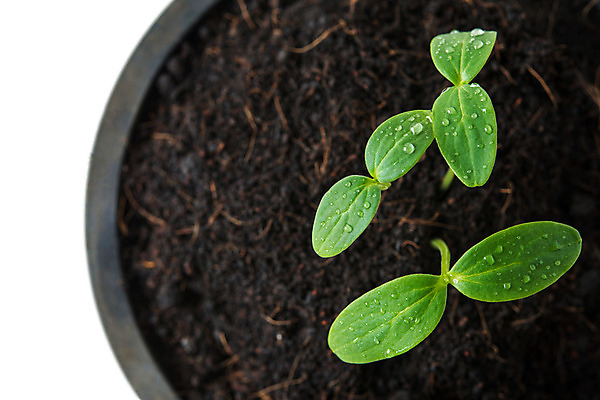 포토 JPG 해외이미지 나무 식물 계절 줄기 컨셉 잎 농업 채소 자연 새로움 씨앗 사람없음 초록색 물 여름 농장 새싹 환경 정원 흙 봄 성장 신선 그룹 떨어짐 작음 땅 원예 뿌리 먼지 땅바닥 모종 생태학 처음 세련 해외202004 해외포토 자연요소 교육 산업 컬러 바닥 취미 크기 생태계 파일형식