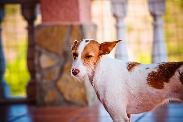 포토 JPG 해외이미지 동물 응시 얼굴 새끼 컨셉 주택 털 서기 사람없음 반려동물 갈색 슬픔 흰색 표현 사회 기다림 개 강아지 작음 버리기 수의사 송곳니 노숙자 기르기 입양 혼자 해외202004 해외포토 시선 감정 컬러 포유류 모션 건물 신체부위 의사 치아 크기 공동체 돌봄 파일형식