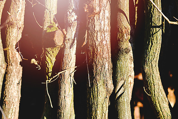 포토 JPG 해외이미지 나무 식물 계절 산업 벽 백그라운드 겨울 패턴 가정 자연 불 사람없음 목재 갈색 노란색 쌓기 환경 힘 재활용 에너지 시골 뜨거움 거친 그룹 숲 장작 자르기 오브젝트 준비 벽난로 날것 통나무 나무껍질 연료 자원 잡동사니 흙더미 내추럴 벌목 수목 해외202004 해외포토 자연요소 컬러 무늬 재료 모션 흙 껍질 친환경 생태계 파일형식 더미