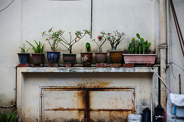 포토 JPG 해외이미지 식물 화분 잎 실내 풍경 취미 사람없음 야외 정원 물주기 원예 조경 정원가꾸기 해외202004 해외포토 모션 내부 파일형식