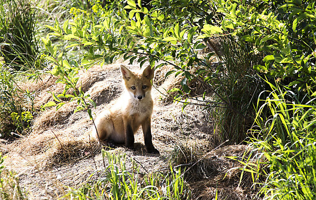 포토 JPG 해외이미지 주간 한마리 야생동물 앉기 사람없음 야외 여우 해외202004 해외포토 자연요소 동물 1 포유류 모션 파일형식